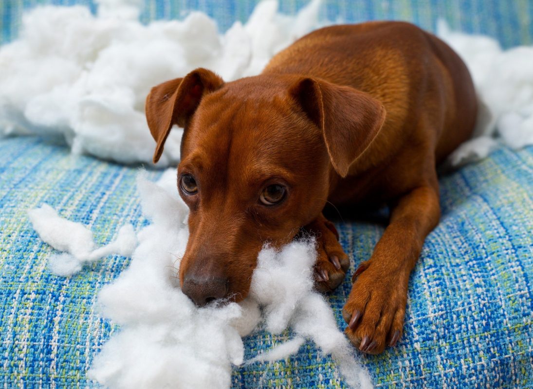 PETS NA PANDEMIA: pet no sofá rasgado com olhar de vítima.